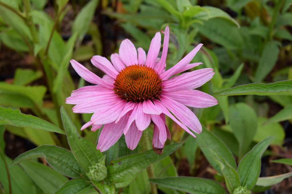 Echinacea purpurea 'Magnus' ---